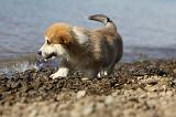 CORGI PEMBROKE 751